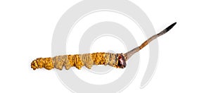 Cordycepe sinensis CHONG CAO, DONG CHONG XIA CAO or mushroom cordyceps this is a herbs on isolated background. Medicinal propert