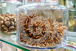 Cordyceps is considered to be medicinal mushroom in classical Asian pharmacologies, such as that of traditional Chinese and Tibeta photo