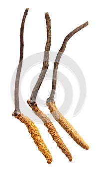 Cordyceps