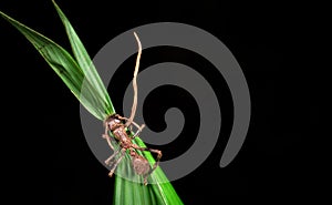 Cordyceps fungus on a bullet ant Paraponera clavata