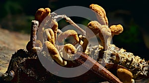 Cordyceps fungus infecting an insect