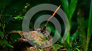 Cordyceps fungus infecting an insect