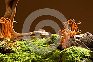 Cordyceps and green moss covering the ground with tree roots. Cordyceps helps slow down the oxidation process, regenerating smooth
