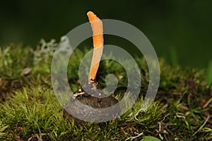 Cordyceps militaris fungus