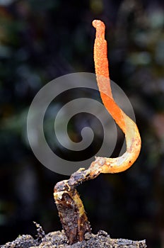 The Cordyceps militaris fungus is a parasite of butterfly pupae. Selective focus