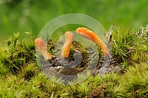 Cordyceps militaris fungus photo