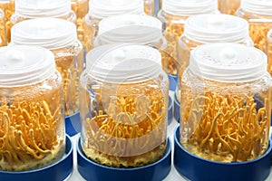 Cordyceps militaris in glass bottles.