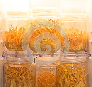 Cordyceps militaris in Glass bottles