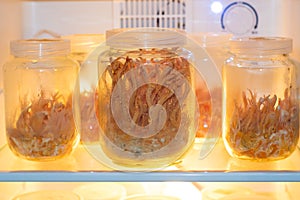 Cordyceps militaris in Glass bottles