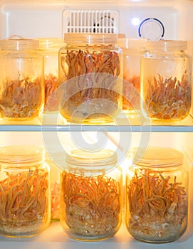 Cordyceps militaris in Glass bottles