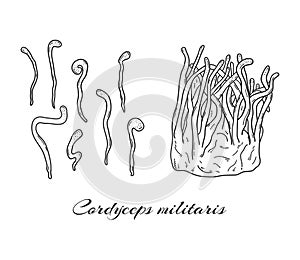 Cordyceps militaris mushrooms hand drawn set