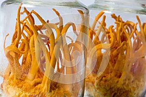 Cordyceps militaris