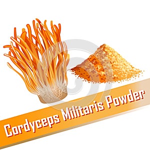 Cordyceps Militaris. Traditional chinese herbs, Is a mushroom that using for medicine and food famous in Asian.