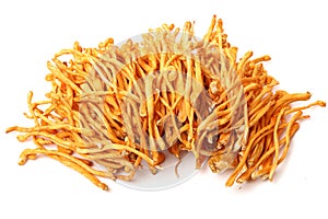 Cordyceps mushroom