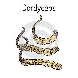 Cordyceps Ophiocordyceps sinensis , medicinal mushroom photo