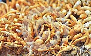 Cordyceps sinensis photo