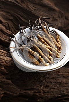 Cordyceps sinensis