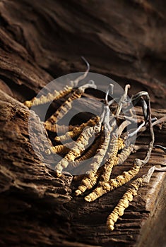 Cordyceps sinensis