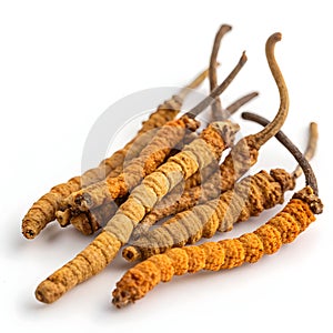 Cordyceps sinensis isolated on white background photo
