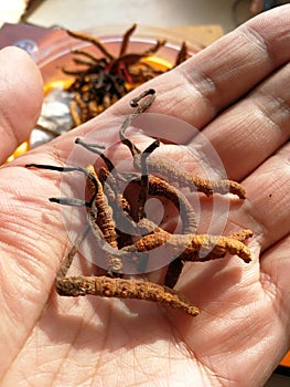 Cordyceps sinensis in the palm