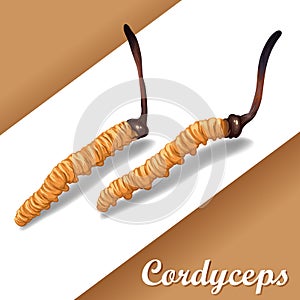 Cordyceps Sinensis. Traditional chinese herbs, Is a mushroom that using for medicine and food famous in Asian.