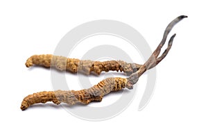 Cordyceps sinesis or Himalayan gold. Isolated on white background. photo
