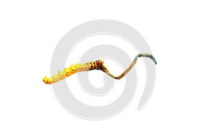 Cordyceps sinesis Yartsa Gunbu Yarsagumba himalayan gold photo