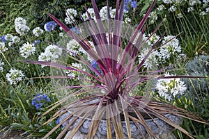 Cordyline australis plant