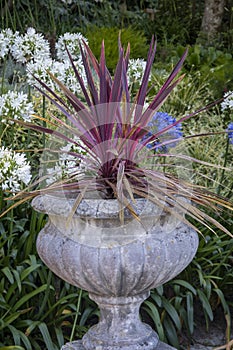 Cordyline australis plant