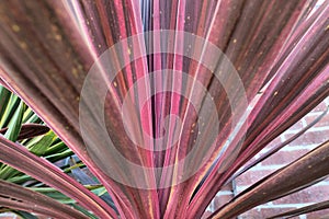 Cordyline australis purpurea leaves closeup