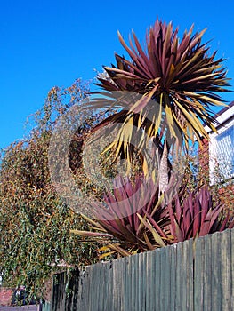 Cordyline australis `Red Star`, garden palm tree and blue sky