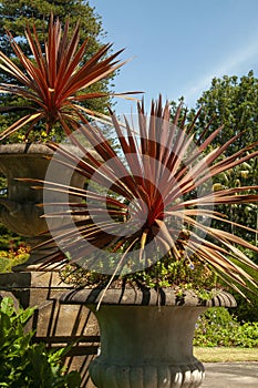 Cordyline australis \