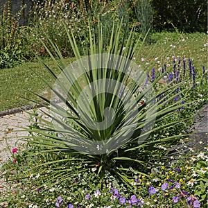 Cordyline indivisa in a flowerbed photo
