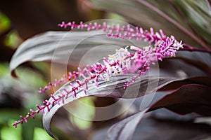 Cordyline flower