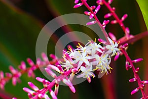 Cordyline flower photo