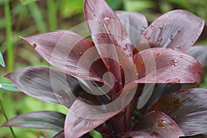 Cordyline fruticosa (Also called Cordyline terminalis, andong)