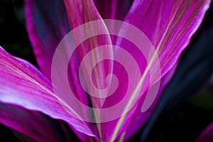 Cordyline fruticosa close up, nature detail.