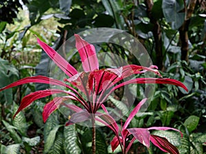 Cordyline Fruticosa Close Up in Tropical Garden