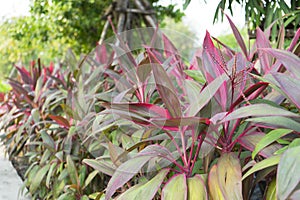 Cordyline fruticosa in garden