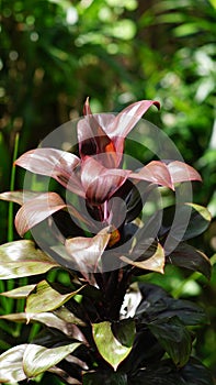 Cordyline fruticosa in the garden