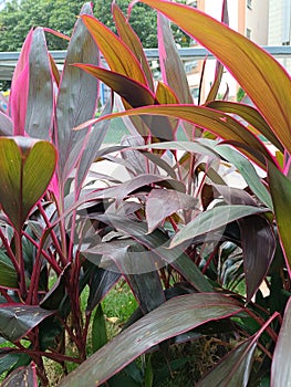 Cordyline fruticosa or the good luck tree is an erect clumping Evergreen shrub