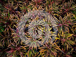 Cordyline fruticosa Growing