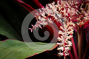 Cordyline Fruticosa inflorescence.