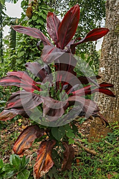 Cordyline fruticosa leaves, Cordyline terminalis or Ti plant. Red leaf  pink form growing in the jungle. Rich vegetation. Red and