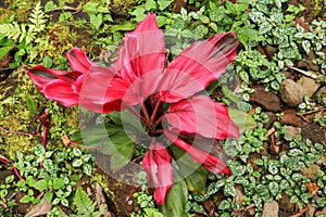 Cordyline fruticosa leaves, Cordyline terminalis or Ti plant. Red leaf  pink form growing in the jungle. Rich vegetation. Red and