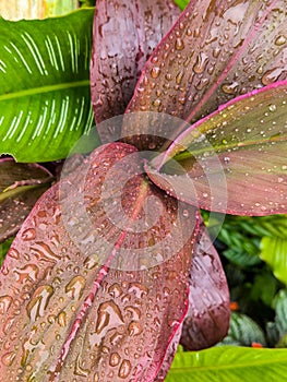 Cordyline Fruticosa Leaves photo