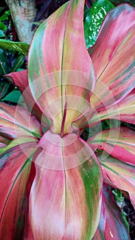 Cordyline Fruticosa, Palmita Roja, planta Tifor gardening photo