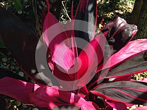 Cordyline Fruticosa Plant Growing in Garden.