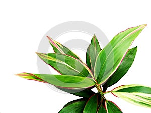 Cordyline fruticosa plant Phetphuangthong