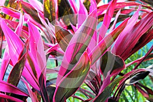 Cordyline fruticosa Plants in the zone Southeast Asia.